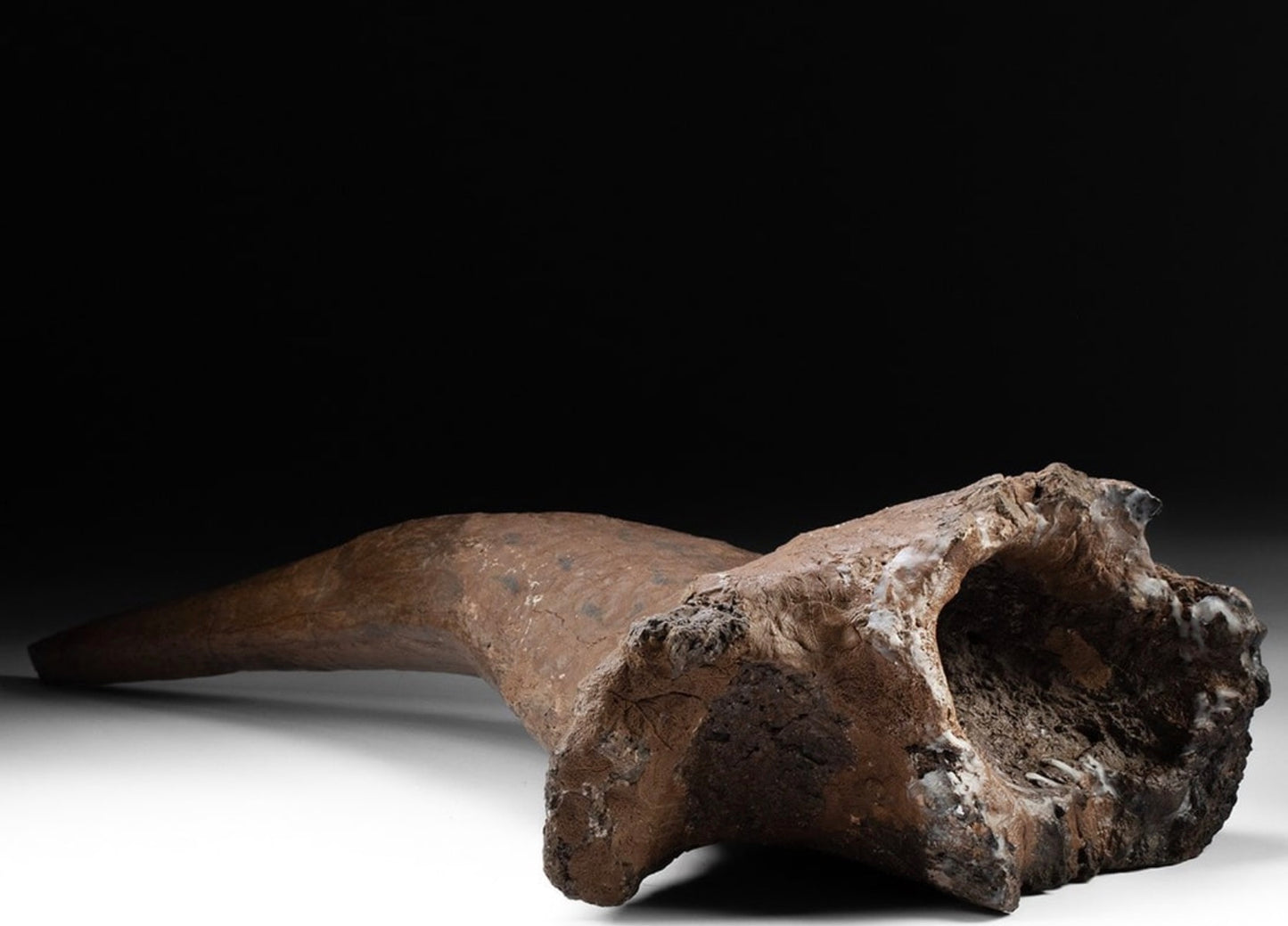 Fossilized Triceratops Right Brow Horn w/ Eye Socket