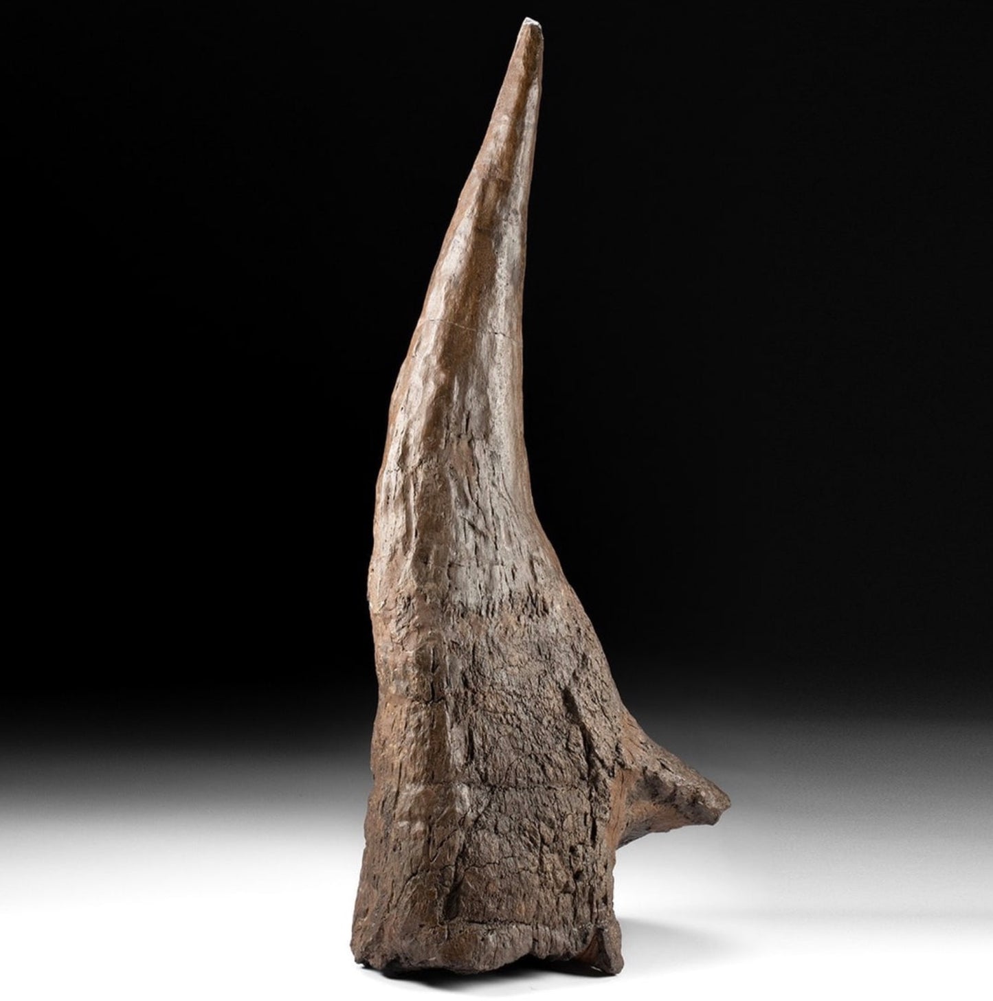 Fossilized Triceratops Right Brow Horn w/ Eye Socket