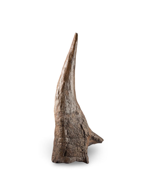 Fossilized Triceratops Right Brow Horn w/ Eye Socket
