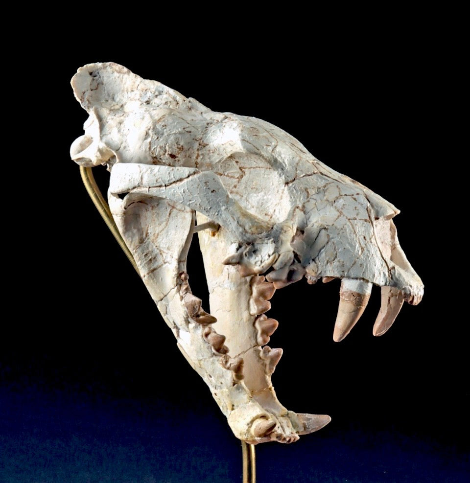 2 Prehistoric Cat Skulls Final Payment