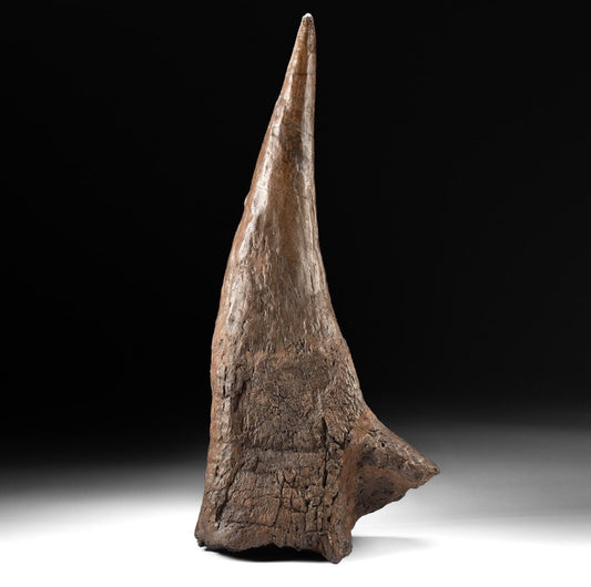 Fossilized Triceratops Right Brow Horn w/ Eye Socket