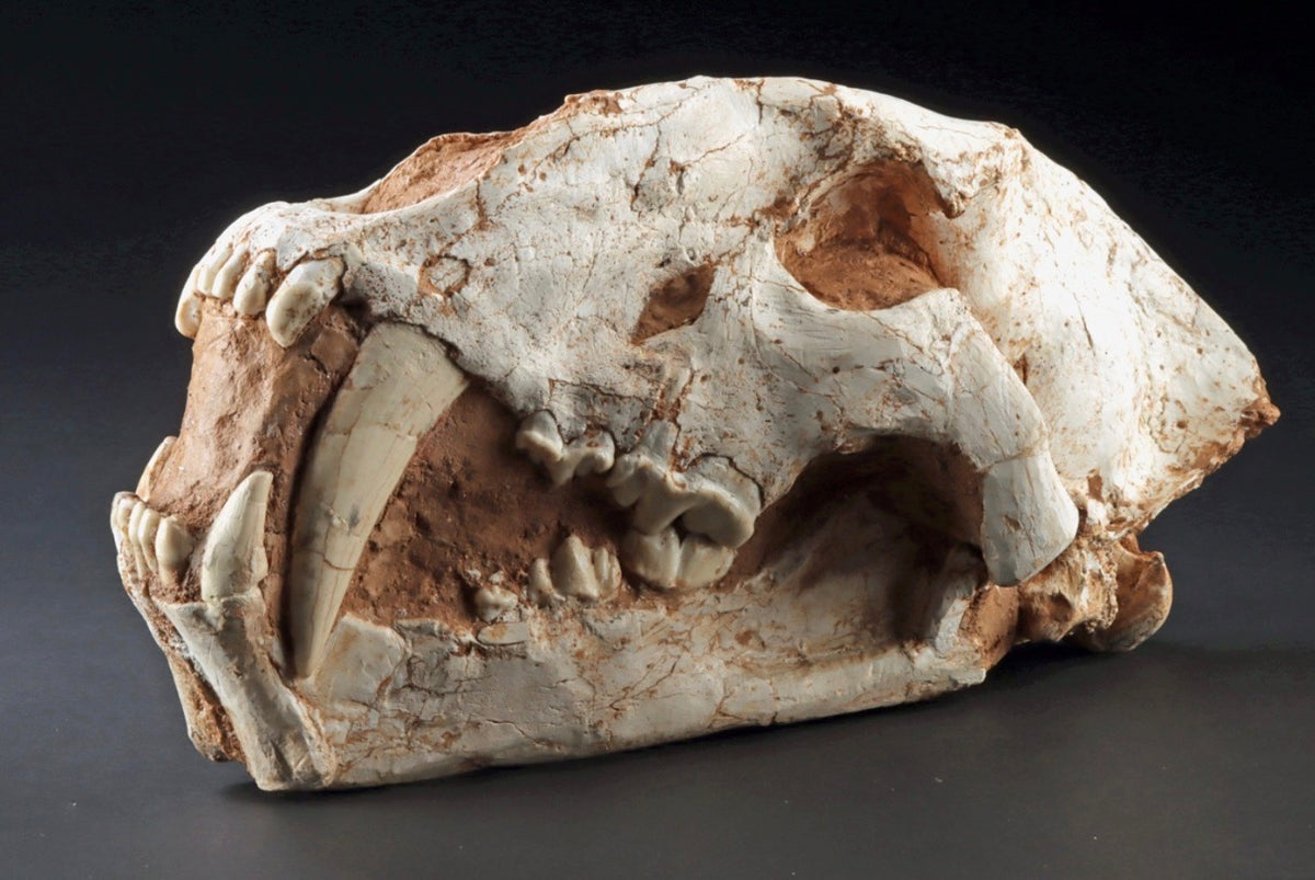 2 Prehistoric Cat Skulls Final Payment